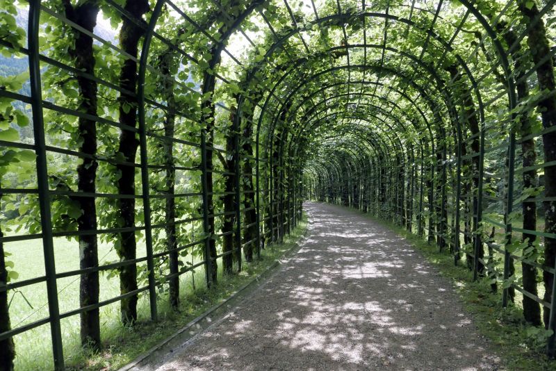 Pergola with Climbing Plants